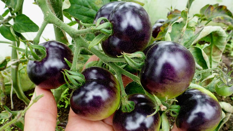 Surprise your guests and neighbors with unusual tomatoes - Black Bunch F1 tomato