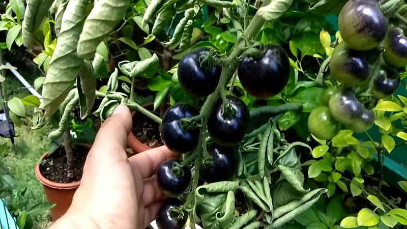 Surprise your guests and neighbors with unusual tomatoes - Black Bunch F1 tomato