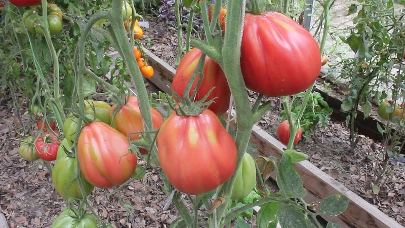 An amazing-looking Pink Fig tomato with a sweet fruity taste - a variety for real gourmets