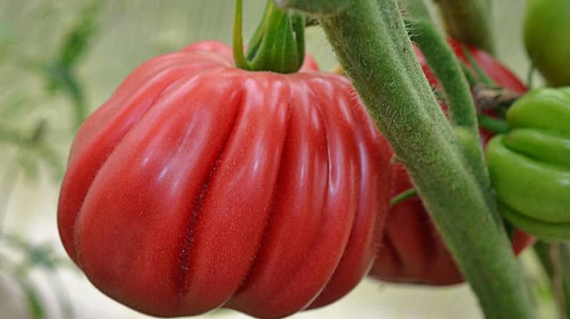 An amazing-looking Pink Fig tomato with a sweet fruity taste - a variety for real gourmets