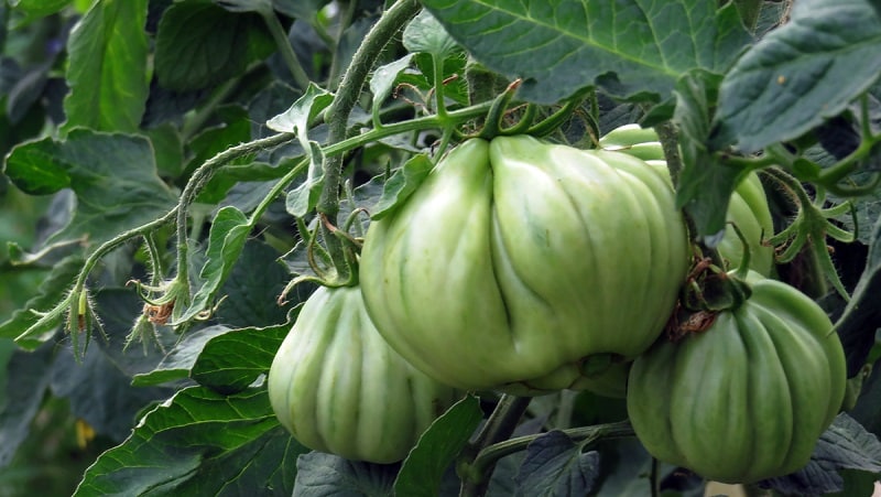 An amazing-looking Pink Fig tomato with a sweet fruity taste - a variety for real gourmets