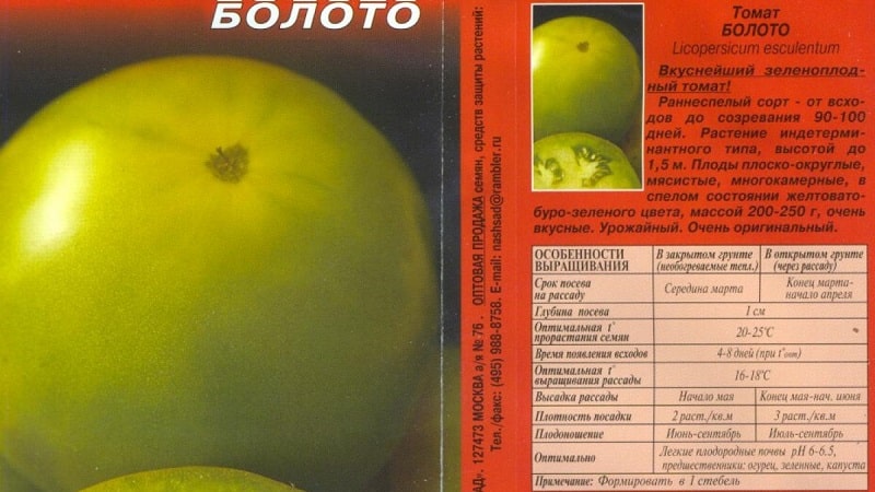 An amazing variety of green tomatoes - the Swamp tomato for real gourmets