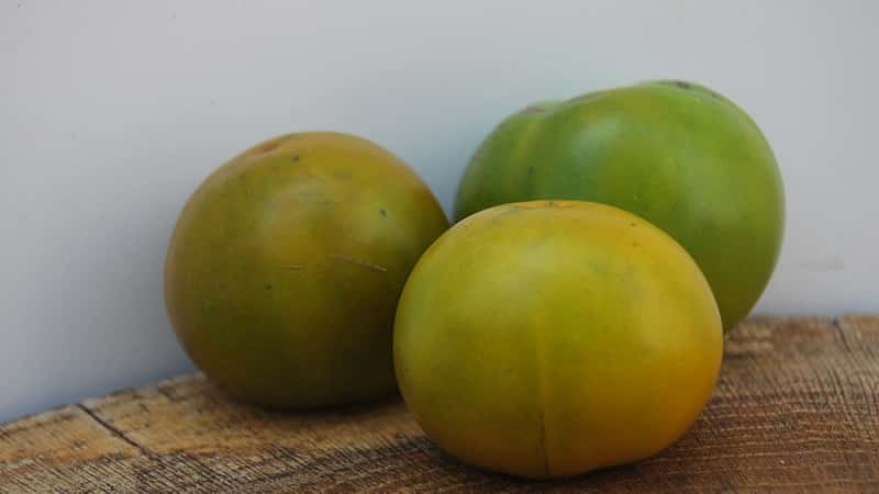 An amazing variety of green tomatoes - the Swamp tomato for real gourmets