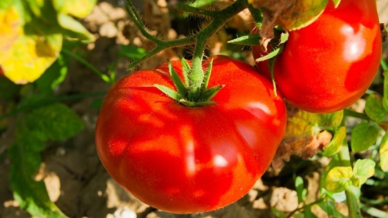 Ultra-early, non-capricious, low-growing and very tasty tomato Boni MM: a complete overview of the variety and its cultivation