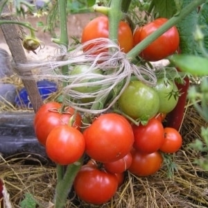 Ultra-early, non-capricious, low-growing and very tasty tomato Boni MM: a complete overview of the variety and its cultivation