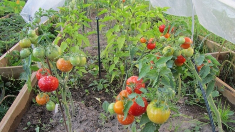 Ultra-early, non-capricious, low-growing and very tasty tomato Boni MM: a complete overview of the variety and its cultivation