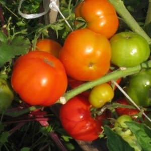 Ultra-early, non-capricious, low-growing and very tasty tomato Boni MM: a complete overview of the variety and its cultivation