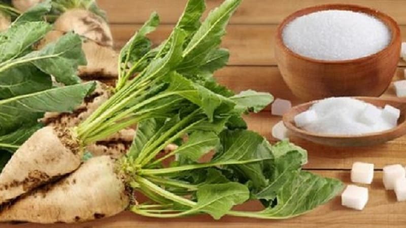 How is sugar made from beets in a factory and is it possible to get it at home yourself?