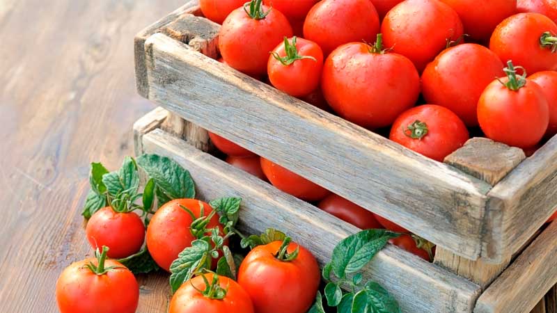 Let's learn how to store tomatoes at home and enjoy fresh fruits until winter