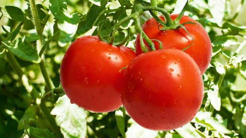We adopt the experience of experienced summer residents - how to treat tomatoes with aspirin and how this will help produce abundant yields