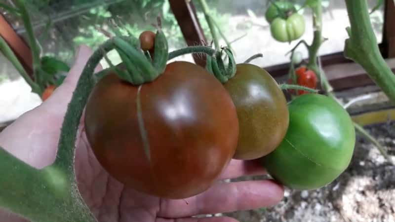 Step-by-step instructions on how to grow a Currency tomato: description and secrets of proper care