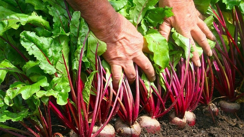 We grow table beets correctly: from choosing a variety to harvesting