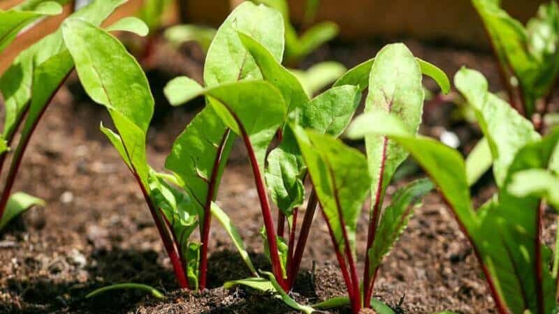 We grow table beets correctly: from choosing a variety to harvesting