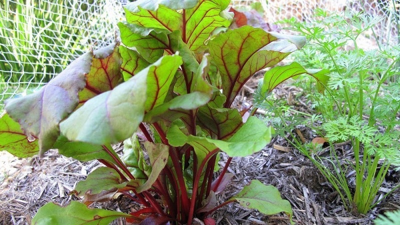 We grow table beets correctly: from choosing a variety to harvesting