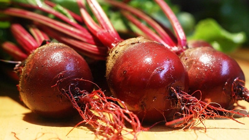 We grow table beets correctly: from choosing a variety to harvesting