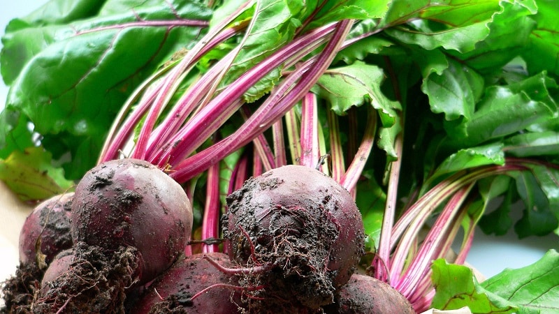 We grow table beets correctly: from choosing a variety to harvesting