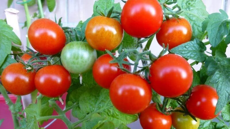 Bright beads on the bushes - a miniature Pinocchio tomato: we grow it on the plot and on the balcony at home