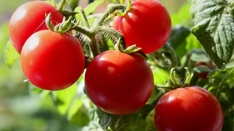 Bright beads on the bushes - a miniature Pinocchio tomato: we grow it on the plot and on the balcony at home
