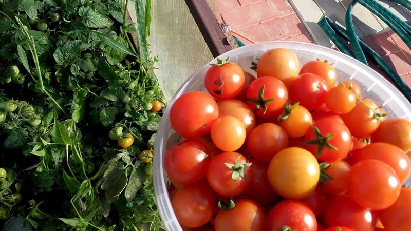 Bright beads on the bushes - a miniature Pinocchio tomato: we grow it on the plot and on the balcony at home