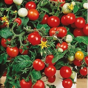 Bright beads on the bushes - a miniature Pinocchio tomato: we grow it on the plot and on the balcony at home