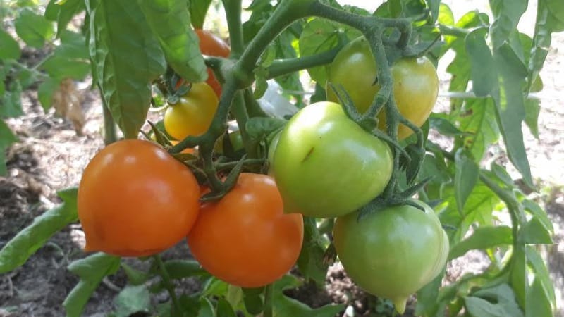 Bright, extremely useful and adored by children tomato Duckling for growing in greenhouses and open ground