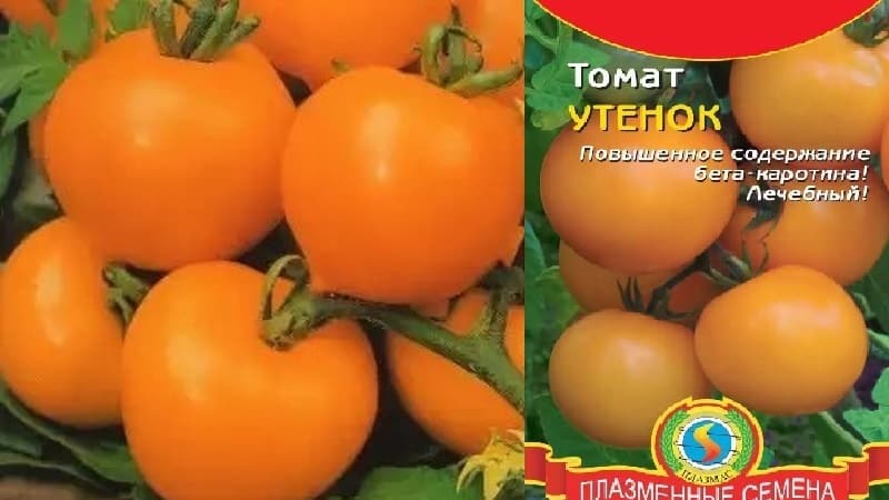 Bright, extremely useful and adored by children tomato Duckling for growing in greenhouses and open ground