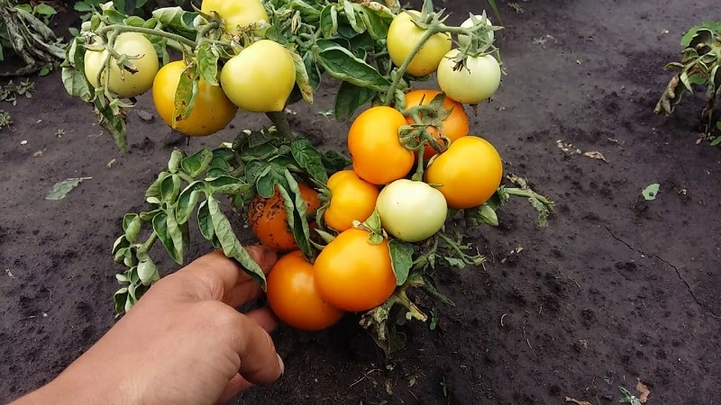 Bright, extremely useful and adored by children tomato Duckling for growing in greenhouses and open ground