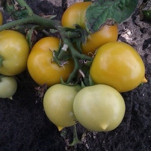 Bright, extremely useful and adored by children tomato Duckling for growing in greenhouses and open ground