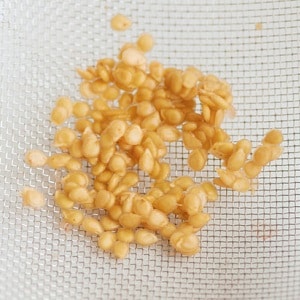Mesmerizing in appearance, bicolor fruits with amazing taste: Alice's Dream tomato