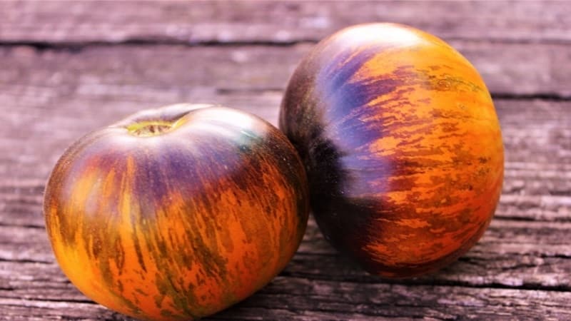 Mesmerizing in appearance, bicolor fruits with amazing taste: Alice's Dream tomato