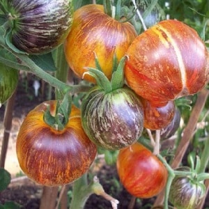 Mesmerizing in appearance, bicolor fruits with amazing taste: Alice's Dream tomato