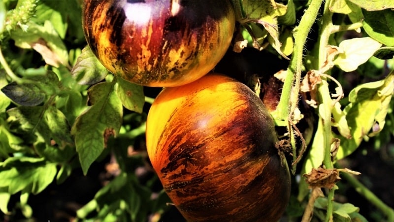 Mesmerizing in appearance, bicolor fruits with amazing taste: Alice's Dream tomato