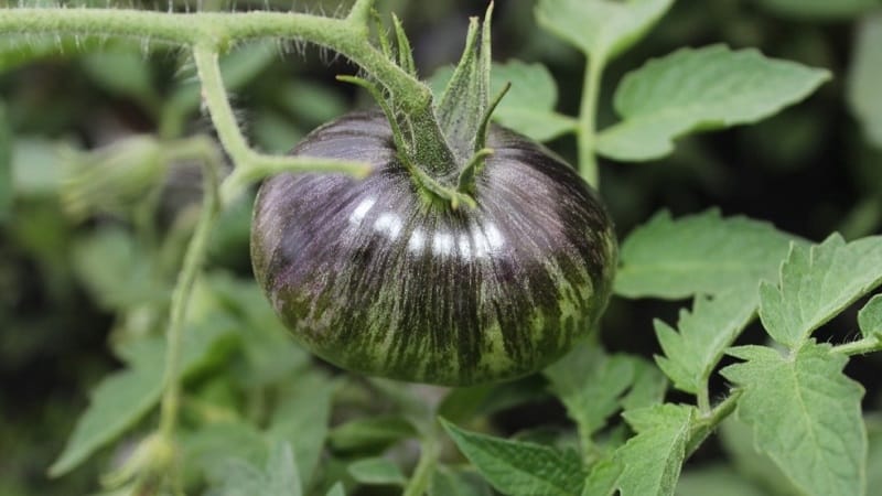 Mesmerizing in appearance, bicolor fruits with amazing taste: Alice's Dream tomato