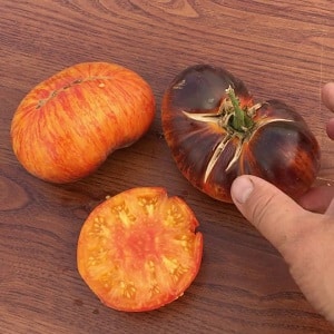 Mesmerizing in appearance, bicolor fruits with amazing taste: Alice's Dream tomato