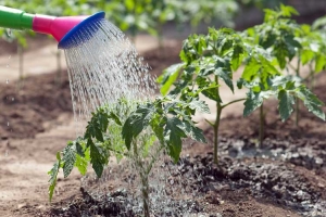 Description of Pineapple variety tomatoes: features of their cultivation in open and closed ground