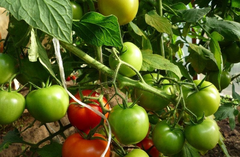 Is it worth planting a Betta tomato on your plot? Characteristics and photos of the variety, nuances of cultivation