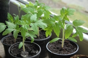 A godsend for gardeners - the Golden Mother-in-Law tomato: characteristics and description of the variety, cultivation and care