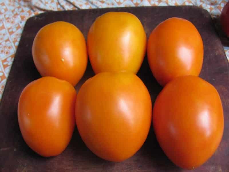 A godsend for gardeners - the Golden Mother-in-Law tomato: characteristics and description of the variety, cultivation and care