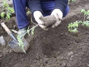 Description of Pineapple variety tomatoes: features of their cultivation in open and closed ground