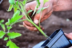Description of Pineapple variety tomatoes: features of their cultivation in open and closed ground