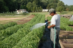 Description of Pineapple variety tomatoes: features of their cultivation in open and closed ground