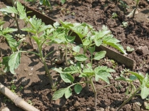 Is it worth planting a Betta tomato on your plot? Characteristics and photos of the variety, nuances of cultivation