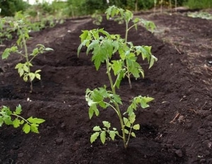 Is it worth planting a Betta tomato on your plot? Characteristics and photos of the variety, nuances of cultivation
