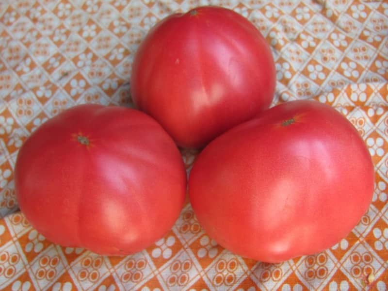 Features of Alsou tomatoes: how to grow them wisely to get a rich and healthy harvest