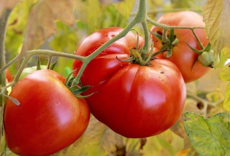 Features of Alsou tomatoes: how to grow them wisely to get a rich and healthy harvest