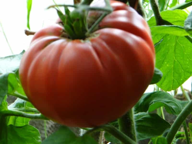Description of Pineapple variety tomatoes: features of their cultivation in open and closed ground