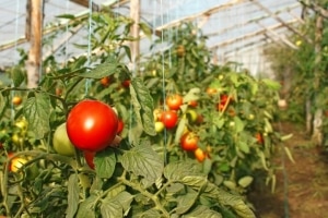 Is it worth planting a Betta tomato on your plot? Characteristics and photos of the variety, nuances of cultivation