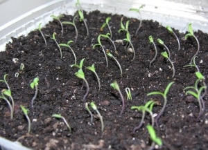 Is it worth planting a Betta tomato on your plot? Characteristics and photos of the variety, nuances of cultivation
