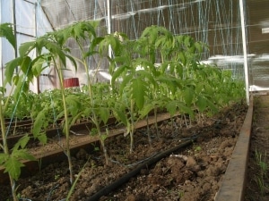 Early ripe tomatoes for juices, salads and preservation Fatima - characteristics and description of the variety