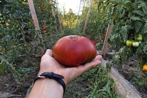 Description of Pineapple variety tomatoes: features of their cultivation in open and closed ground